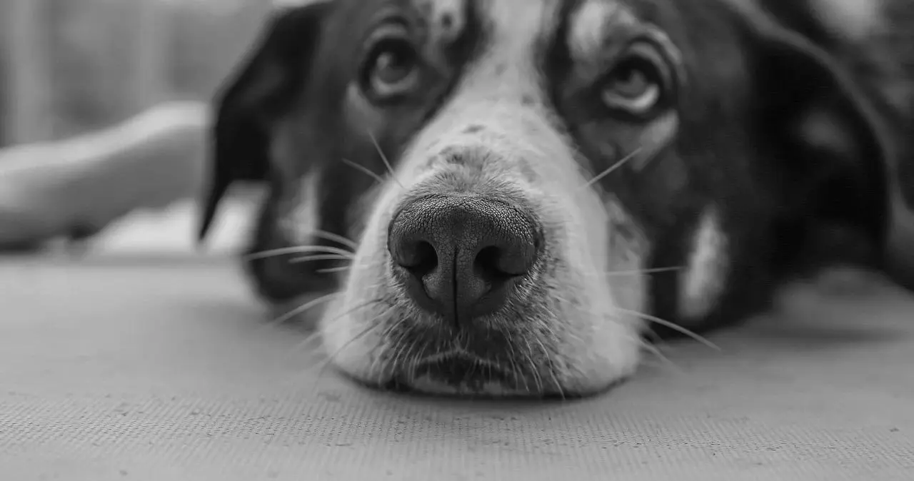 K9犬系的魅力与禁忌：你了解自己的角色吗？ 一